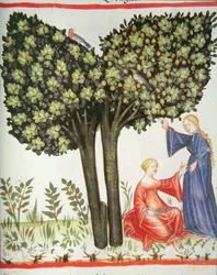 Nova 2644 fol.6r Récolte de Prunes, Tacuinum Sanitatis Codex Vindobonensis